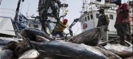  Lutte contre la pêche illicite : la presse en renfort