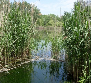 Sénégal : le Typha, du fléau écologique à solution énergétique