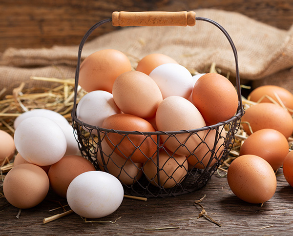 🐔 Gade Gui, l’œuf stratégique : vers une souveraineté alimentaire par l’aviculture