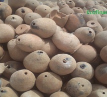 Mbour : une reproduction d’environ 10.000 tonnes de poulpes attendue en 2017