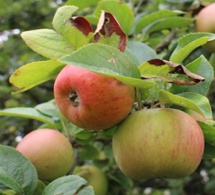 L’impact des prix des produits alimentaires sur le développement agricole durable