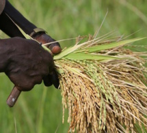 Journée du riz du 13 mai : Ronkh célèbre ses producteurs