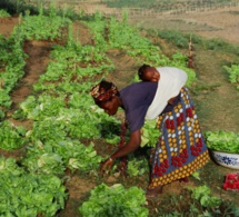 Sénégal : La microfinance est un moyen de valorisation sociale