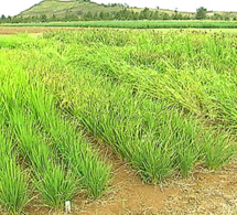 RIZ : Hausse de 0,3% de la production en juillet