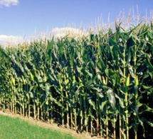 MAIS : L’USDA table sur 1036,9 millions de tonnes en juillet