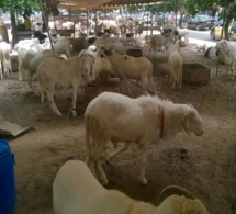 Tabaski 2017/ Le prix des moutons en hausse