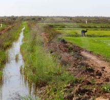 Agriculture: Légère progression des prévisions de mise en valeur