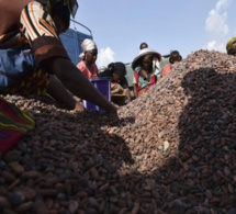 Côte d'Ivoire: du cacao illégal fourni aux grands noms du chocolat