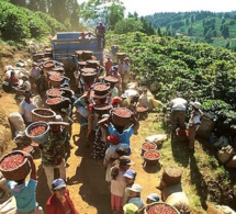 Agriculture : Le cacao et le café en baisse de production
