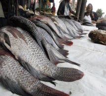 Aquaculture : après la RDC, le Bénin interdit l’importation de tilapia