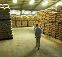 Cacao ivoirien : petite hausse du prix au producteur en vue