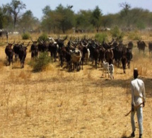 Niger : un fonds d'aide belge pour soutenir la santé et l’élevage