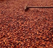 Côte d’Ivoire : Le cacao bord champ vendu à 700 FCFA/kg
