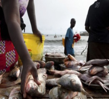 Sénégal : la pêche dans le peloton des secteurs pourvoyeurs de devises