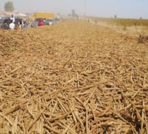 Sénégal : Khelcom ou le rêve d’un autre modèle d’exploitation agricole