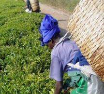 Tanzanie : les recettes horticoles doubleront d'ici à 2020