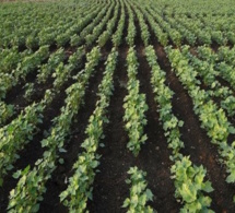 Kenya : les OGM bientôt introduits dans l'alimentation