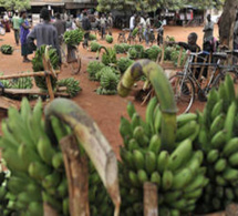 Un programme mondial vise à contenir la grave menace qui pèse sur les bananes du monde entier