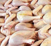 Interdiction de l’importation de la volaille : Le Sénégal va se défendre à l’Omc