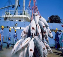 Pêche hauturière : l'Algérie a épuisé son quota annuel de captures de thon rouge