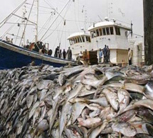 GESTION DURABLE DES RESSOURCES HALIEUTIQUES : Le Directeur des pêches maritimes dénoncent la surpêche