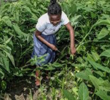 Abidjan accueille le forum « Leadership pour l'agriculture», le 28 novembre