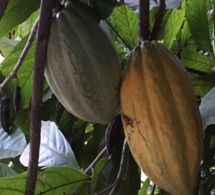 Cacao en Côte d’Ivoire: les producteurs oscillent entre résignation et espoir