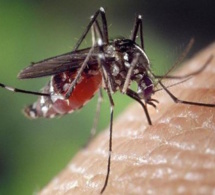 Après Louga, la dengue s'installe à Fatick