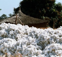 Le Mali redevient le premier producteur africain de coton