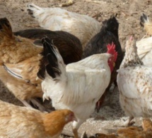MENACE CONTRE L’AVICULTURE A FATICK : Le « Programme Solidagro 2017-2021 » en croisade contre la maladie de Newcastle