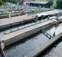Cameroun : 1,6 milliard de Fcfa d'investissements pour l'agropole de pisciculture de Bazou