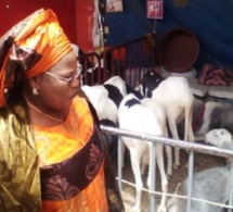 «457 000 moutons en provenance de la Mauritanie et du Mali contre 329 000 en 2016 » (Ministre)