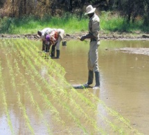 Nouvel accord sino-namibien dans le domaine agricole