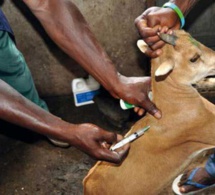 Eradication de la peste des petits ruminants : Aminata Mbengue Ndiaye annonce un plan national de 12 milliards de FCfa