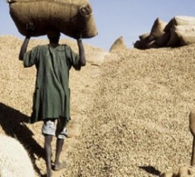 ​Blocage de la campagne arachidière : les Ops de Ziguinchor réclament 6 milliards F Cfa à la Sonacos