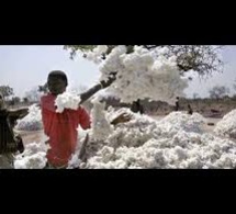 La SONACOS veut miser sur le raffinage et la vente locale de l’huile d’arachide