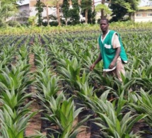 Cameroun : de nouvelles mesures pour relancer la filière palmier à huile
