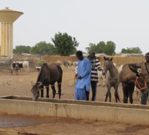 Sénégal : un nouveau fonds pour financer l'auto-emploi des jeunes