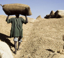Papa Abdoulaye Seck, ministre de l’Agriculture : « A l’heure actuelle, plus de 506 mille tonnes d’arachide ont été collectées »