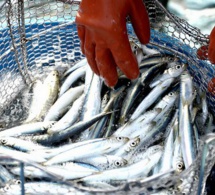 La valorisation des produits de pêche et de l’agriculture, un des maillons essentiels du PSE, selon Mamadou Ndione, DG du COSEC