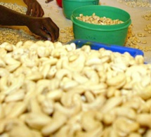 ​Crise de la noix de cajou en Guinée-Bissau: le Sénégal à la rescousse