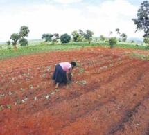 RDC : l'Allemagne finance un projet d'autonomisation des femmes et des petits agriculteurs