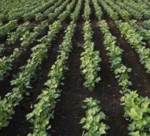 Cameroun : bonnes perspectives pour la filière coton
