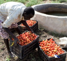 PARERBA: vers la création de 6000 emplois agricoles et agro-alimentaires dans cinq régions du Sénégal