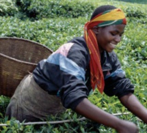 Entendre les voix des jeunes agriculteurs africains