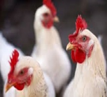 Approvisionnement du marché pour la Korité 2018: 11 millions de poulets attendus ​