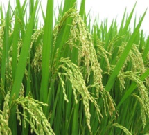 Production de riz : L’offre mondiale en net recul de 0,3% par rapport aux prévisions de mai, (USDA)