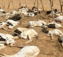 ​Plus de 6000 bêtes mortes dans le Ranch de Dolly : Aminata Mbengue Ndiaye rassure les éleveurs