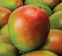 Exportation de mangue: le Sénégal placée sur la liste rouge de l'Europe