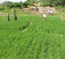 Burkina Faso : l’agriculture et l’élevage génèrent 80% de l'emploi, et à peine 30% du PIB